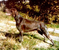 /album/co-jsme-kryli/lesan-z-prosecske-vysociny-jpg1/